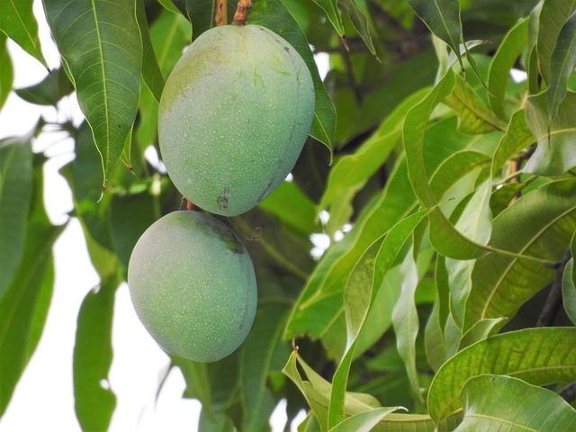 Health Benefits of Eating Raw Mango During Summer